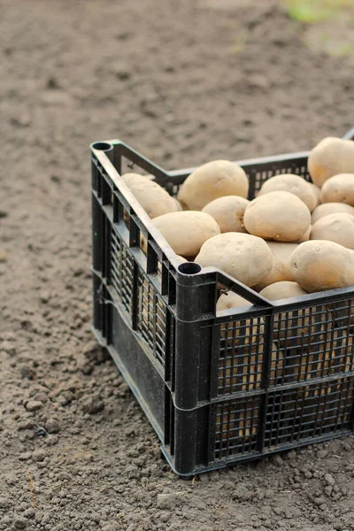 Plantar Papas Una Caja Plástico Está Suelo Vista Lateral — Foto de Stock