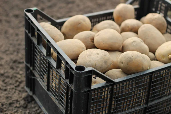 Plantar Papas Una Caja Plástico Está Suelo Vista Lateral — Foto de Stock