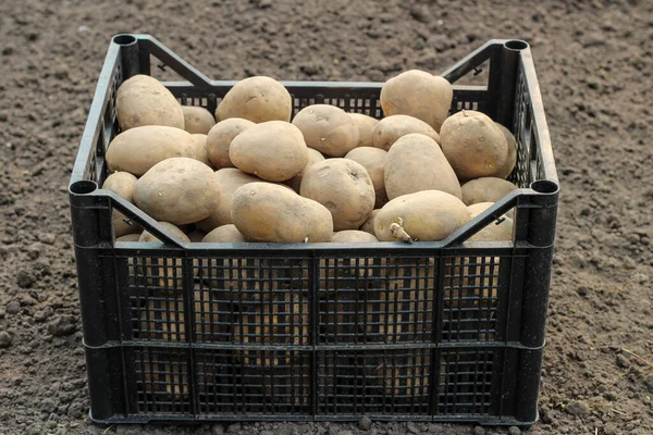 Plastik bir kutuya patates ekmek yerdedir. Yan görünüm