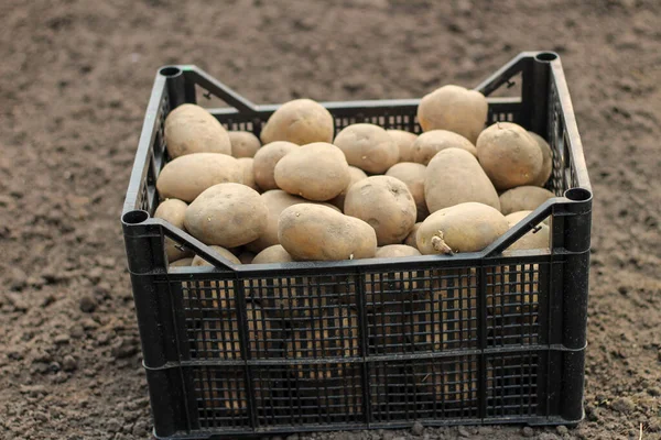 Plantar Papas Una Caja Plástico Está Suelo Vista Lateral — Foto de Stock