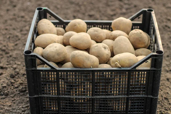 Plantar Papas Una Caja Plástico Está Suelo Vista Lateral — Foto de Stock