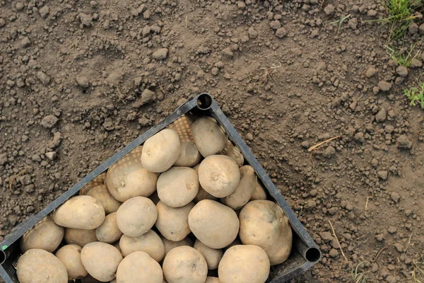 Aardappelen Planten Een Plastic Doos Ligt Grond Bovenaanzicht — Stockfoto