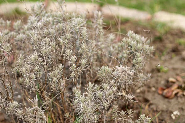 Arbusto Lavanda Invernada Fundo Desfocado — Fotografia de Stock