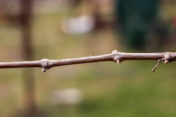 Ongeblazen Knoppen Wijnstok Het Voorjaar Wazig Achtergrond — Stockfoto