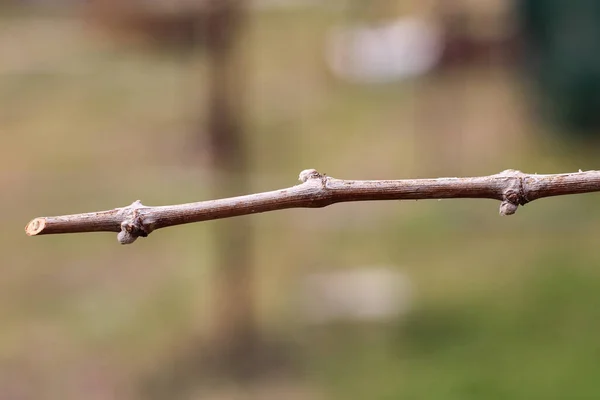 Ungeblasene Knospen Der Weinrebe Frühling Verschwommener Hintergrund — Stockfoto