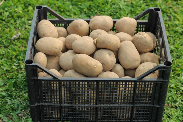 Aardappelen Planten Een Plastic Doos Staat Het Groene Gras Zijaanzicht — Stockfoto