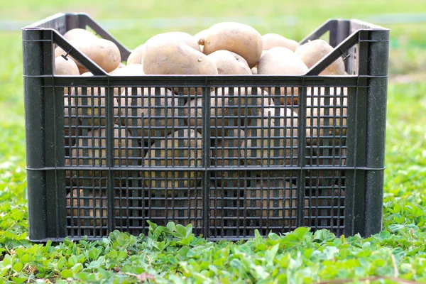 プラスチック製の箱にジャガイモを植えることは緑の芝生の上に立つ サイドビュー — ストック写真