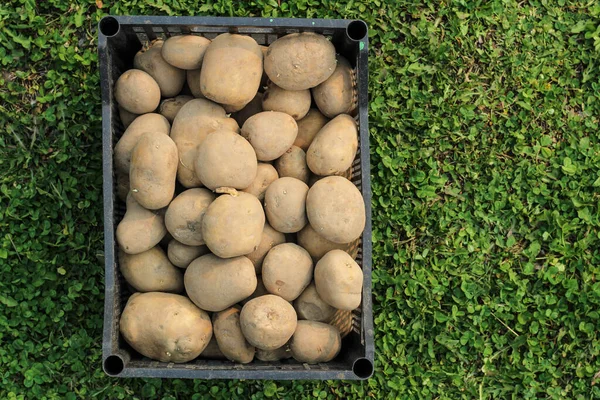 Plantar Papas Una Caja Plástico Está Sobre Hierba Verde Vista — Foto de Stock