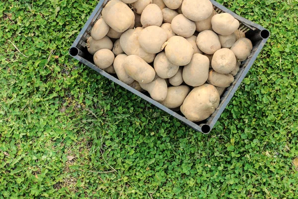 Planting Potatoes Plastic Box Stands Green Grass Top View — Stock Photo, Image