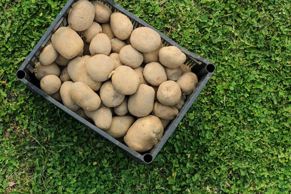 Planting Potatoes Plastic Box Stands Green Grass Top View — Stock Photo, Image