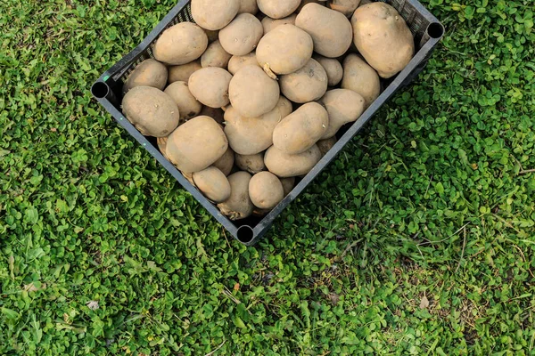 Planting Potatoes Plastic Box Stands Green Grass Top View — Stock Photo, Image