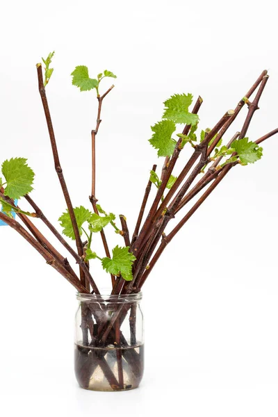 Isolated Rooted Grapevine Cuttings Green Young Leaves White Background Process — Stock Photo, Image