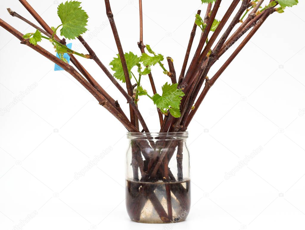 Isolated rooted grapevine cuttings with green young leaves on a white background. The process of growing vines at home.