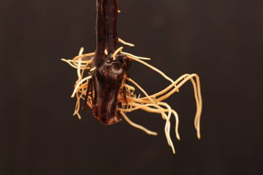 Köklü üzüm kesikleri koyu bulanık bir arka planda. Sarmaşık yetiştirme süreci.