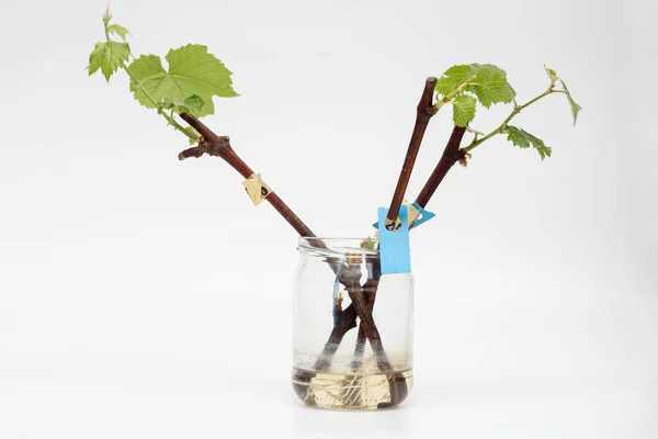 Beyaz arka planda yeşil yapraklı, köklerinden kopmuş bir asma ağaç kesimi. Evde asma yetiştirme süreci.