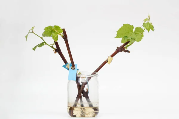Beyaz arka planda yeşil yapraklı, köklerinden kopmuş bir asma ağaç kesimi. Evde asma yetiştirme süreci.