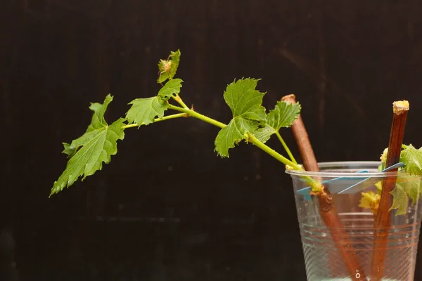 Rooted Grape Cuttings Dark Blurry Background Process Growing Vines — Stock Photo, Image