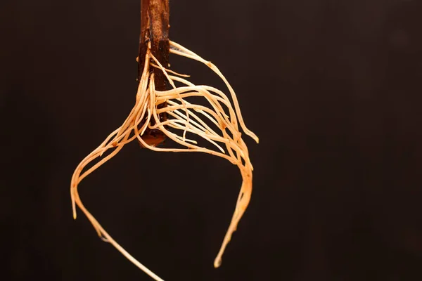 Köklü üzüm kesikleri koyu bulanık bir arka planda. Sarmaşık yetiştirme süreci.