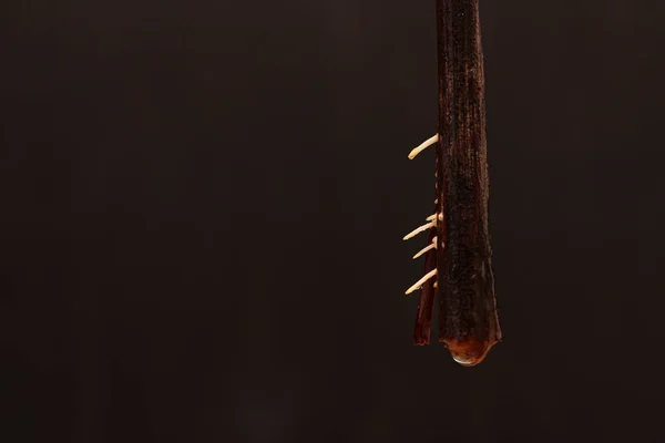 Köklü üzüm kesikleri koyu bulanık bir arka planda. Sarmaşık yetiştirme süreci.