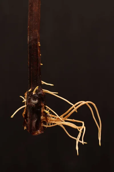 Köklü üzüm kesikleri koyu bulanık bir arka planda. Sarmaşık yetiştirme süreci.