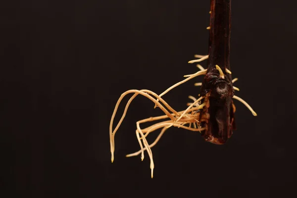 Köklü üzüm kesikleri koyu bulanık bir arka planda. Sarmaşık yetiştirme süreci.