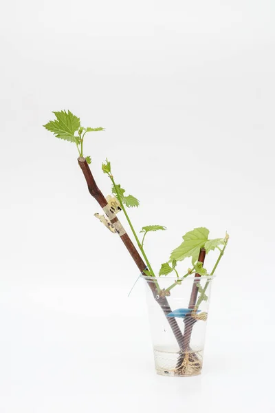 Isolated rooted grapevine cuttings with green young leaves on a white background. The process of growing vines at home. — Stock Image Isolated Rooted Grapevine Cuttings Green Young Leaves White Background Process Stock Picture