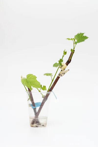 Isolated rooted grapevine cuttings with green young leaves on a white background. The process of growing vines at home. — Stock Image Isolated Rooted Grapevine Cuttings Green Young Leaves White Background Process Royalty Free Stock Photos