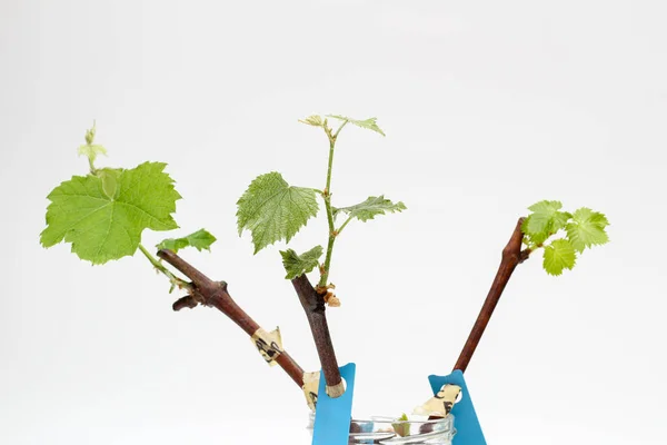 Isolated rooted grapevine cuttings with green young leaves on a white background. The process of growing vines at home. — Stock Image Isolated Rooted Grapevine Cuttings Green Young Leaves White Background Process Stock Photo