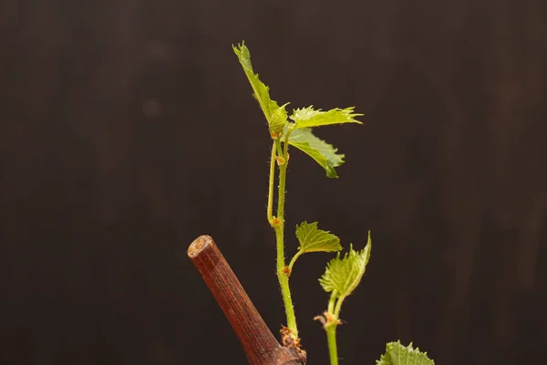 Rooted grape cuttings on a dark blurry background. The process of growing vines. — Stock Image Rooted Grape Cuttings Dark Blurry Background Process Growing Vines Stock Photo