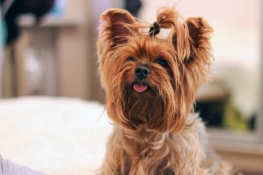 Yorkshire teriyerinin at kuyruklu ve çıkıntılı dilli yakın plan portresi.