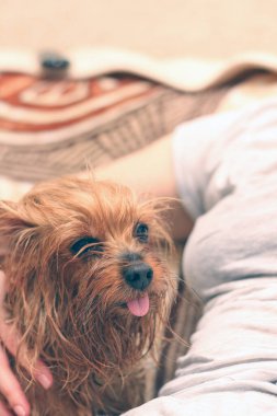 Dili dışarıda ıslak bir Yorkshire teriyeri sahibinin yanında oturuyor. Bir insan eli, banyo yaptıktan sonra küçük bir köpeği okşar..