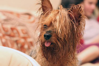 Islak Yorkshire teriyerinin yakından çekilmiş portresi at kuyruğu ve dili dışarı çıkmış. Küçük bir evcil hayvanın arka planında bir ailenin bulanık görüntüsü