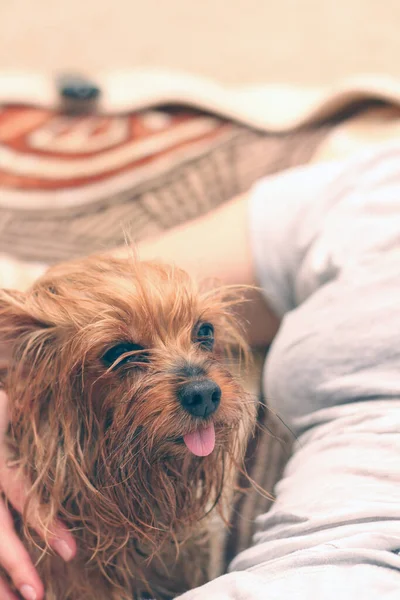 Wet Yorkshire Terrier Its Tongue Hanging Out Sitting Next Owner — Stock Photo, Image