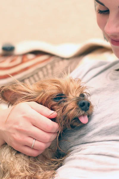 Wet Yorkshire Terrier Its Tongue Hanging Out Sitting Next Owner — Stock Photo, Image