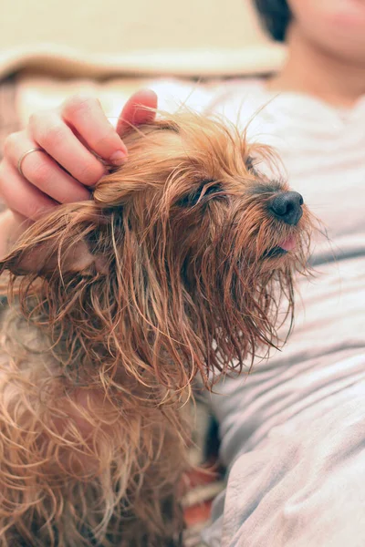 A wet Yorkshire terrier with its tongue hanging out is sitting next to the owner. A human hand strokes a small dog after bathing.