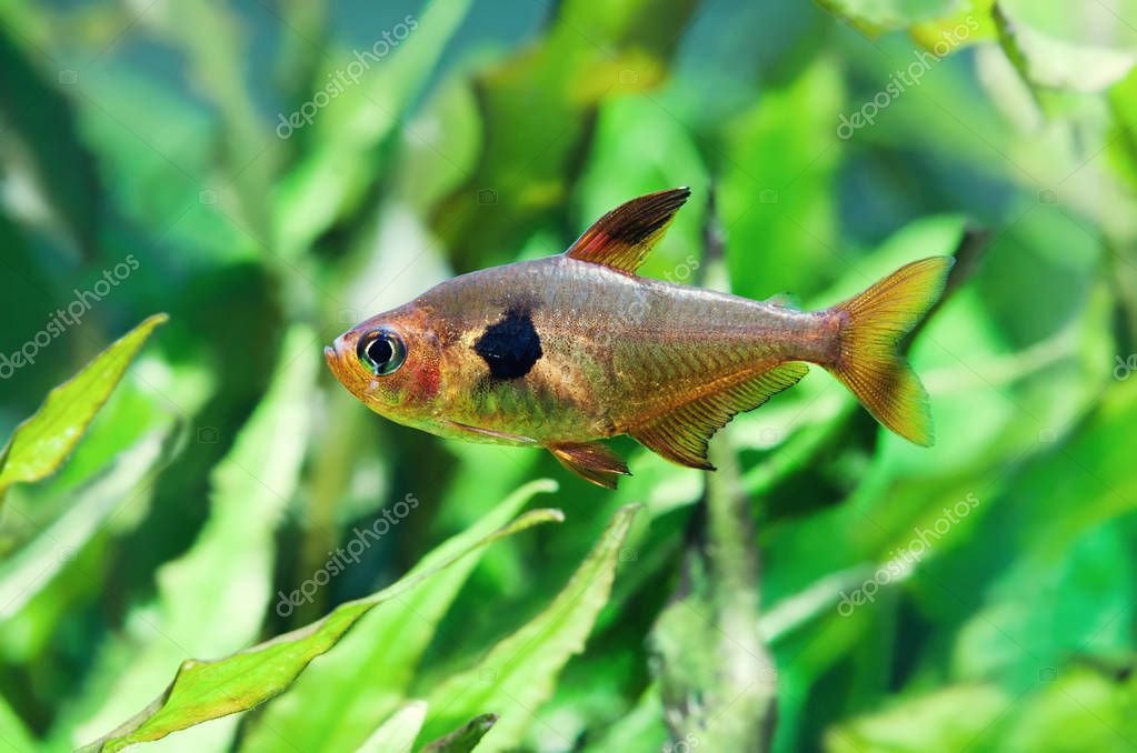 Poissons Daquarium Tetra Rose Réservoir Deau Douce Vert