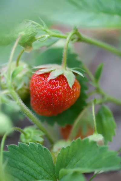 Ripe red strawberry growing in garden. Garden berry macro view. shallow depth of field, soft selective focus. Vertical photo