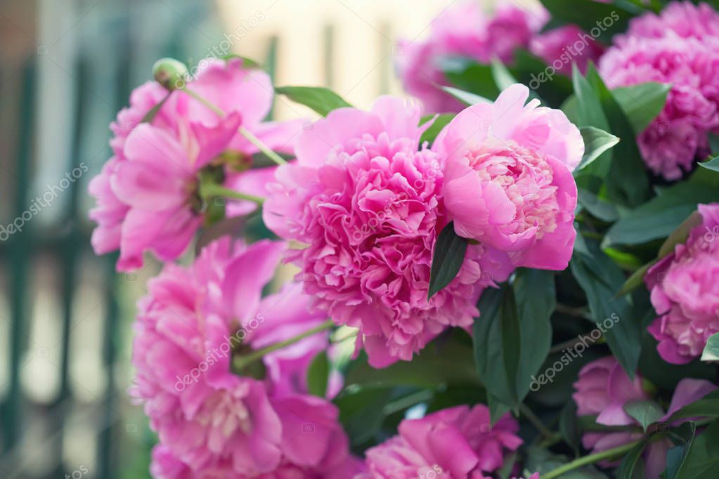 Schöne rosa Pfingstrose Blumen Garten Stillleben. Blühende