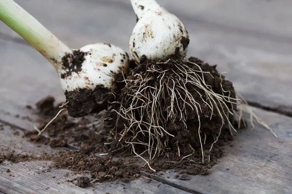 White bulb onion plant roots with soil on wooden table, selective focus