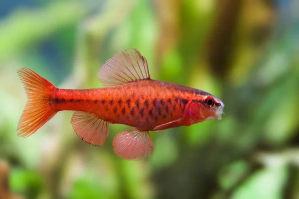 Beautiful red fish on soft green background. Male barb swimming tropical freshwater aquarium tank. Puntius titteya belonging to the family Cyprinidae. Macro view, shallow depth of field