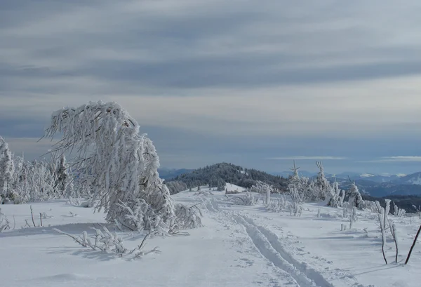 Vintern rimfrost och snö täckta granar på bergssidan — Stockfoto