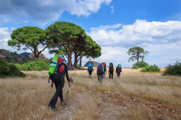Tourists with backpacks are on withered grass under pines — Stock Photo, Image