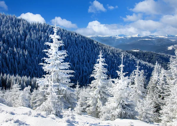Winter sun landscape in a mountain forest — Stock Photo, Image