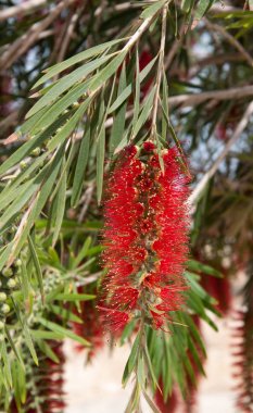 Callistemon citrinus Kızıl Bottlebrush doğal yaşam alanı