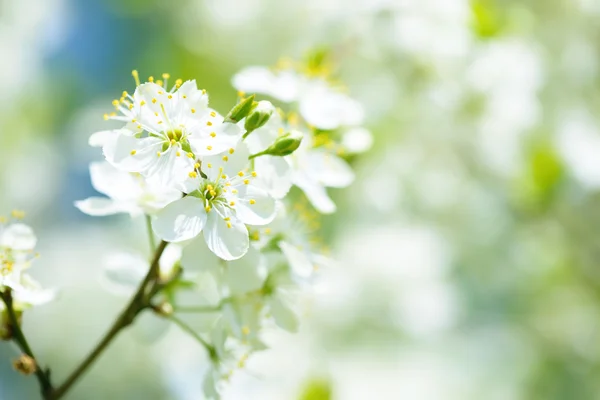 Sakura. Cherry Blossom en primavera. Hermosas flores blancas — Foto de Stock