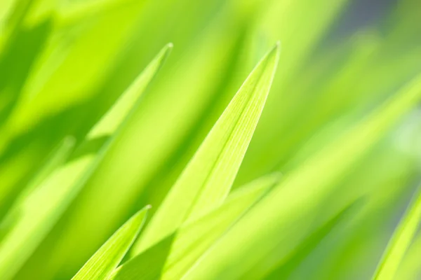 Jeune herbe gros plan sur le fond du champ ensoleillé et vibrant — Photo