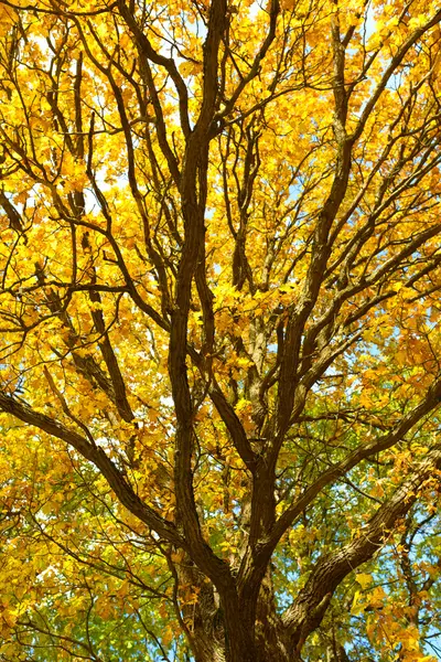 Дуб з яскраво-жовтим листям. Золота осінь. Осінній дубовий пейзажний фон — стокове фото