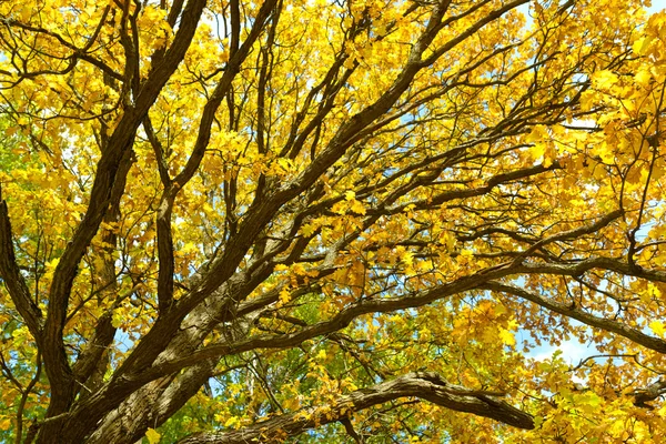 Дуб с ярко-желтыми листьями. Золотая осень. Осенний дубовый пейзаж — стоковое фото