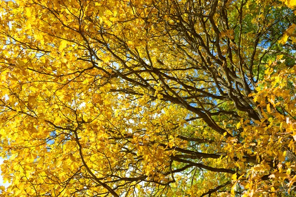Oak tree with bright yellow leaves. Golden autumn. Autumn oak tree landscape background