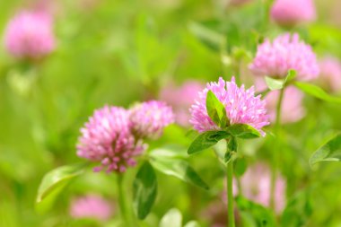 Alan arka plan yonca çiçek